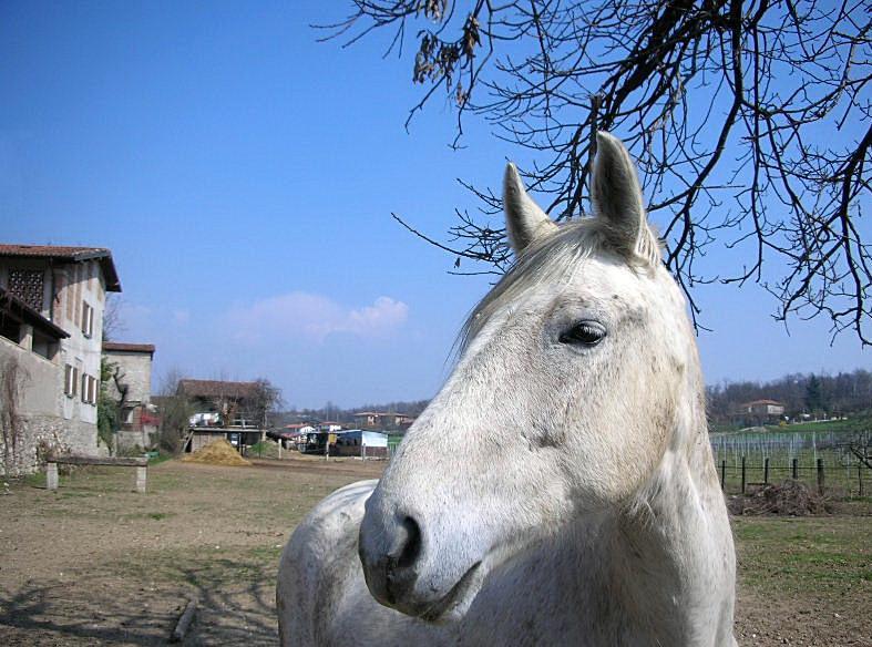 Dopo gatti e cani parliamo del Cavallo?